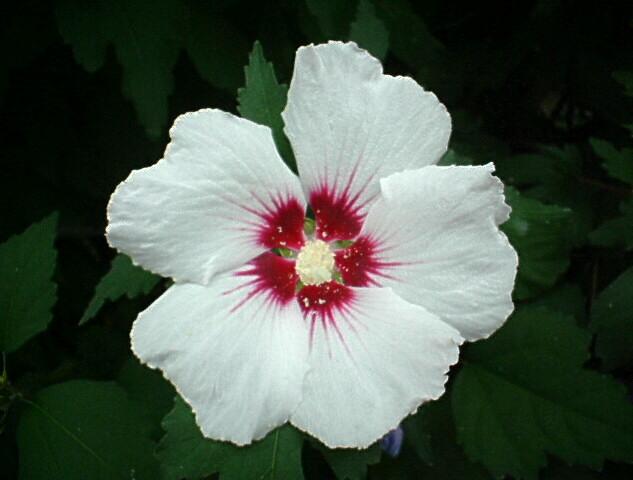 Hibiscus syriacus / Ibisco cinese (pianta coltivata)